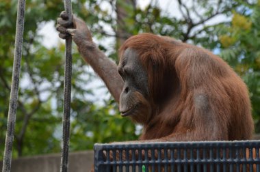 Bir dişi Orangutan