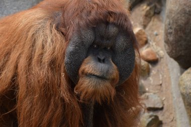Bir erkek Orangutan