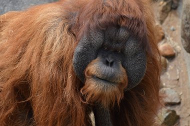 Bir erkek Orangutan