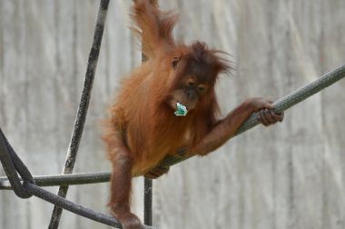 Bir bebek Orangutan