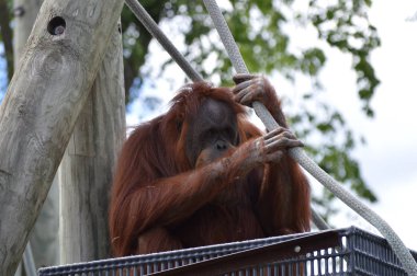 Bir dişi Orangutan