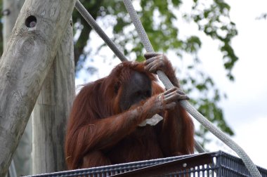 Bir dişi Orangutan