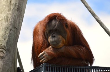 Meraklı bir Orangutan