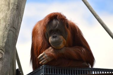 Meraklı bir Orangutan