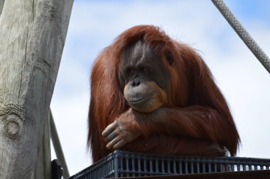 Meraklı bir Orangutan
