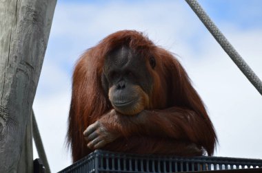 Meraklı bir Orangutan