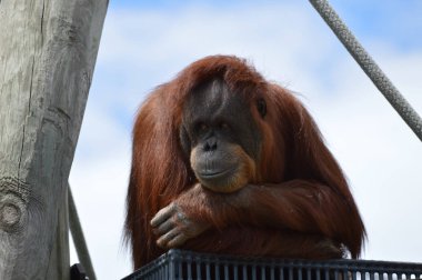 Meraklı bir Orangutan