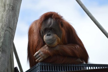 Meraklı bir Orangutan