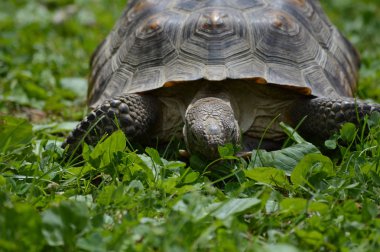 Bir çöl kaplumbağa