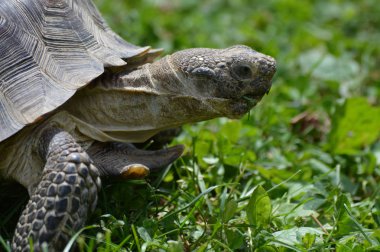 Bir çöl kaplumbağa