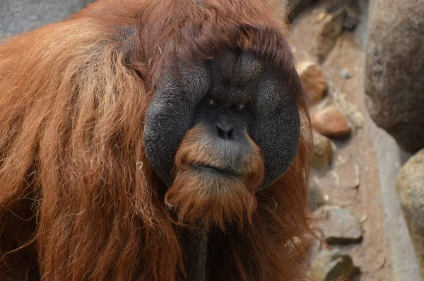 Egy férfi orangután — Stock Fotó