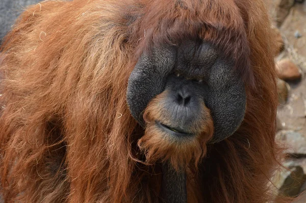 Egy férfi orangután — Stock Fotó