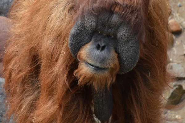 Egy férfi orangután — Stock Fotó