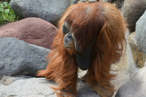 Um orangotango macho — Fotografia de Stock