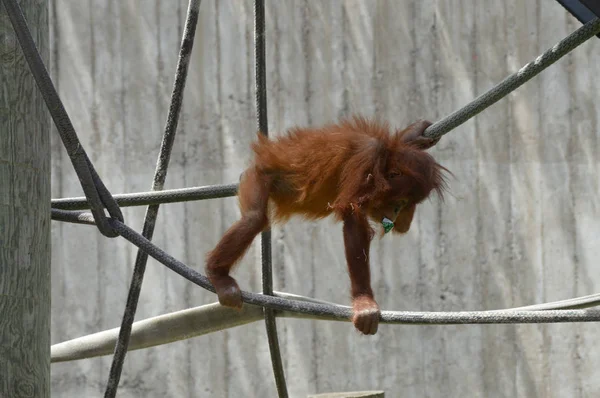 Un bébé orang-outan — Photo