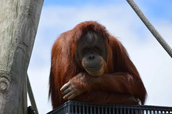Egy kíváncsi orangután — Stock Fotó
