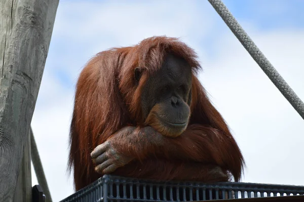 Egy kíváncsi orangután — Stock Fotó