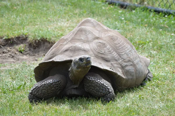 A Galapagos Tortoise — Stock Photo, Image