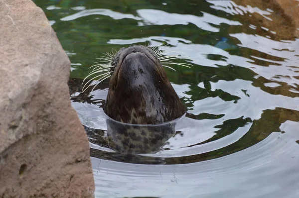 Sceller dans l'eau — Photo