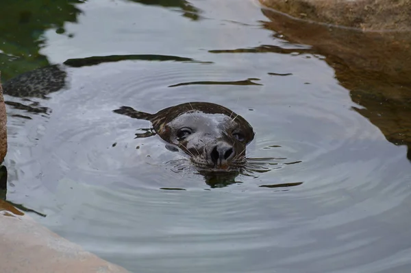 Seehund im Wasser — Stockfoto