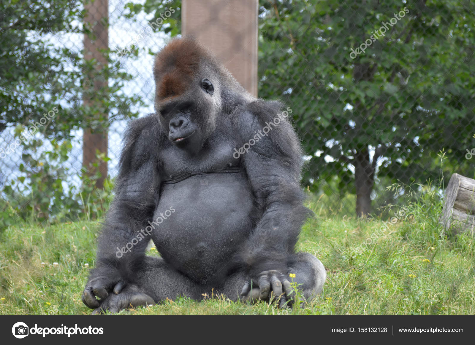 Do other animals have belly buttons? : r/NoStupidQuestions