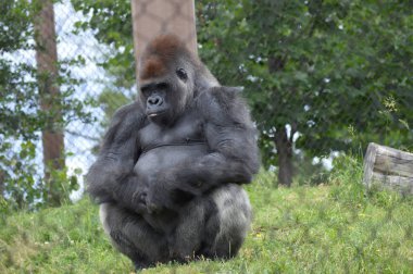 Bir erkek goril