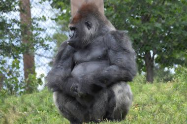 Bir erkek goril