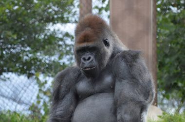 Bir erkek goril