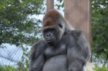 Bir erkek goril