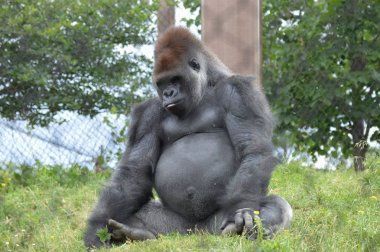 Bir erkek goril