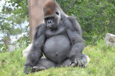 Bir erkek goril