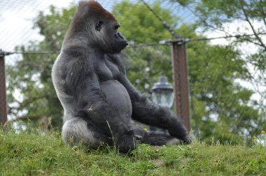 Bir erkek goril