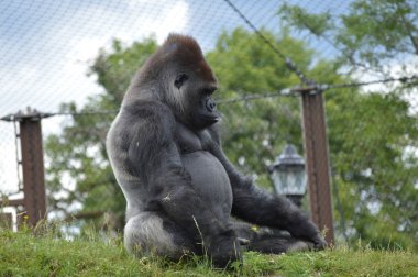 Bir erkek goril