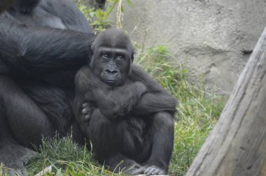 Bir bebek goril