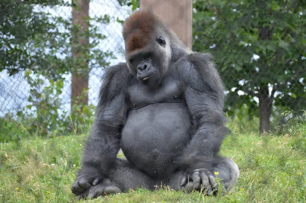 Ein männlicher Gorilla — Stockfoto