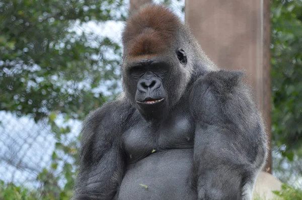 Ein männlicher Gorilla — Stockfoto