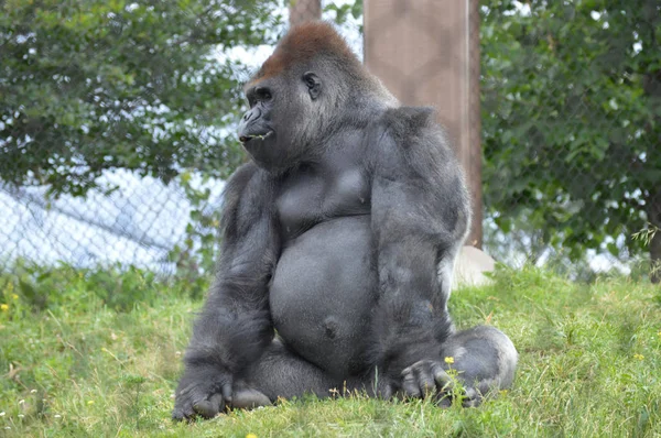 Un gorila macho — Foto de Stock