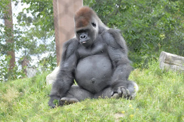 A hím Gorilla — Stock Fotó