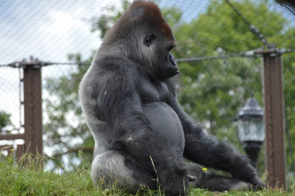 En manlig Gorilla — Stockfoto