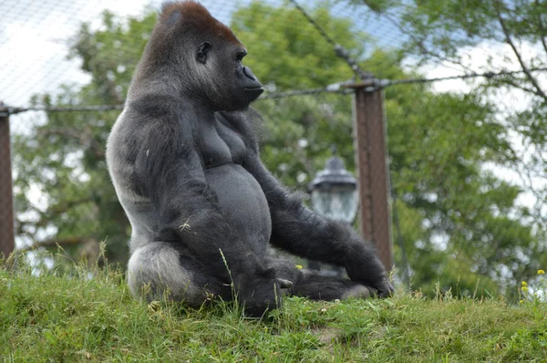 Bir erkek goril