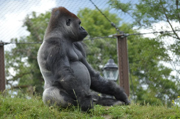 Ein männlicher Gorilla — Stockfoto