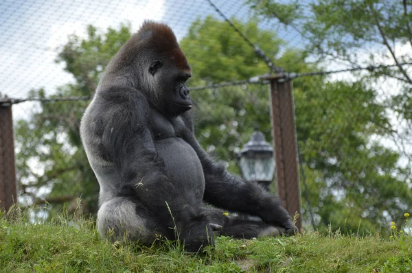 Ein männlicher Gorilla — Stockfoto