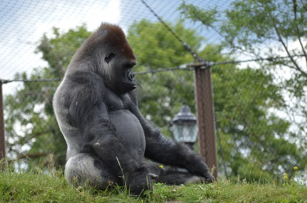 Un gorila macho — Foto de Stock