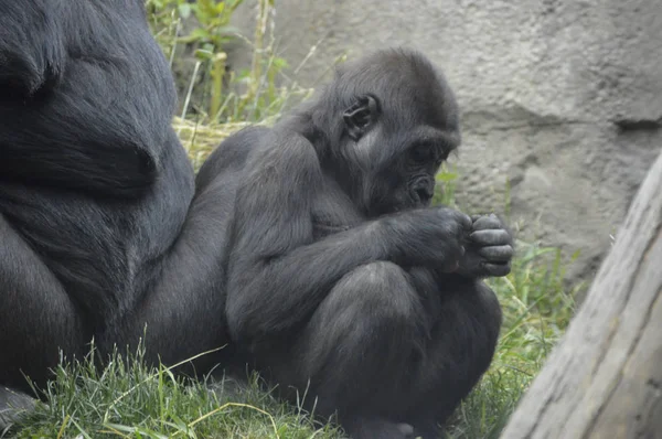 Um gorila bebé — Fotografia de Stock