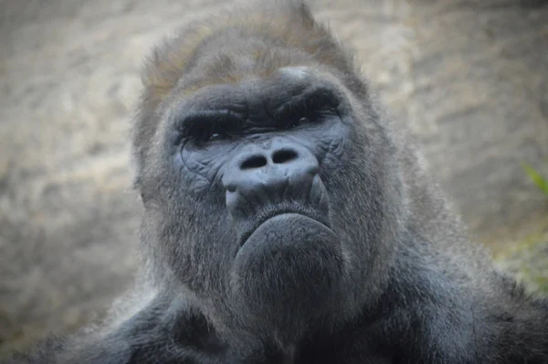 Un gorilla maschio — Foto Stock