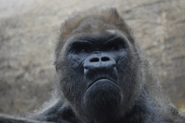 Un gorilla maschio — Foto Stock