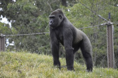 Bir dişi goril