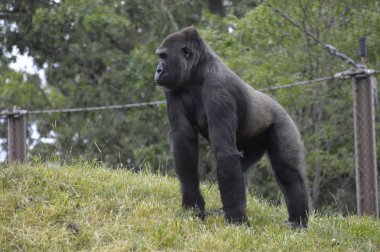 Bir dişi goril