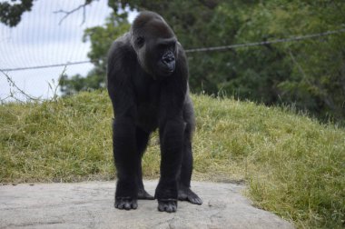 Bir dişi goril