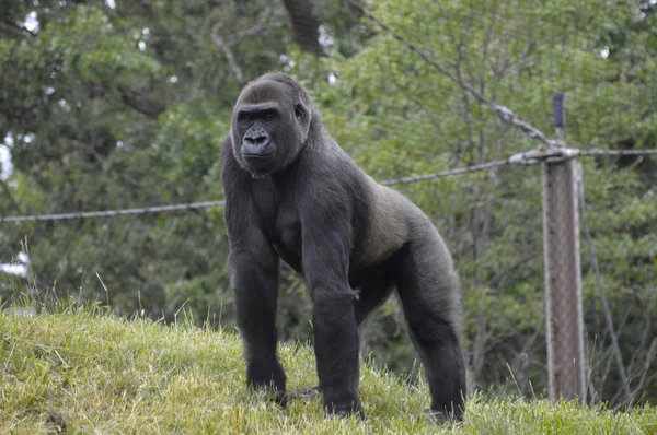 Um Gorila Feminino — Fotografia de Stock